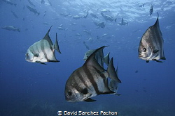 atlantic spadefish swimming 3/3 by David Sanchez Pachon 